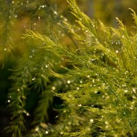 Мелкий дождик бисером бесцветным Вышивает на траве узор :: Ольга Логачева