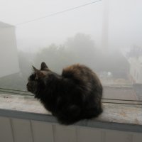 Кошка в тумане :: Елена 