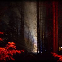 в лесу... :: Андрей Иванченко