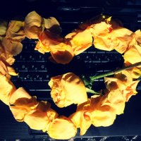 жёлтые розы :: Ася Шаповалова