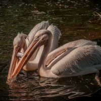Друзья пеликаны... :: Валерий Задорожный