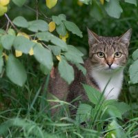 Здесь безопасно :: Алёна Лепёшкина