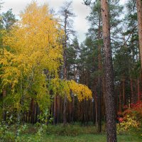 *** :: Александр Садовский