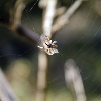 Поймал свою добычу :: Наталья Величко