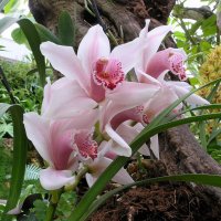Орхидеи из Иудеи... :: Борис Ржевский