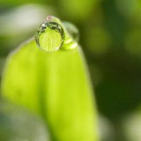 Dew drops :: Мария Попова