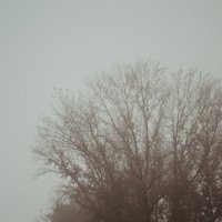 Туманное осеннее утро... Хочется дышать... :: Евгения Чулкова