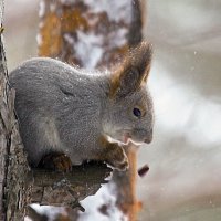 Что упало, то....? :: Сергей Черных