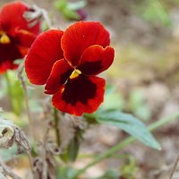 flowers :: Алина Якушина