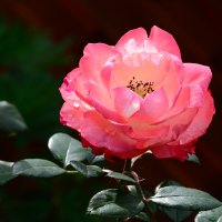 Pink rose :: Дмитрий Каминский