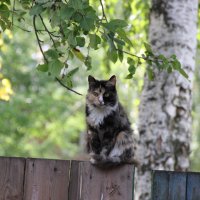 Кот на заборе. :: Владимир Чуриков