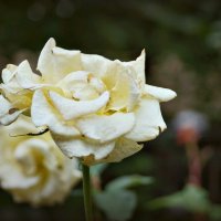 Белая роза :: Настя Емельянцева