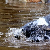 Водные процедуры. :: Иван 