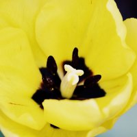 Желтый тюльпан :: Екатерина Саенко