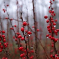 Осень. :: Ольга Шеремет