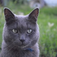 Кот семён :: Ксения Кашина