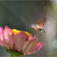 Языкан (колибри мира насекомых) :: Алла Allasa