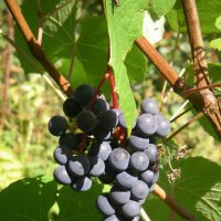 подмосковный виноград :: мария п