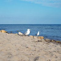 осень приходит с чайками на пляж :: Kate Zimens