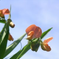 06.03.10 Lathyrus blepharicarpus – Чина реснитчатая :: Борис Ржевский