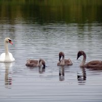Лебеди в пруду. :: Денис Бугров