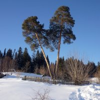 Две сосны. :: Денис Бугров