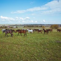 Horse :: Igor Dergilev