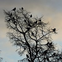Птицы на дереве :: # fotooxota