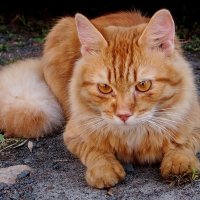 про рыжих котов 5 :: Александр Прокудин