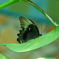 Бабочка :: Наталья Цыганова 
