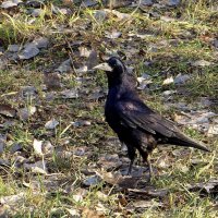 Грач - черная, красивая птица с высоко поднятой головой :: Татьяна Смоляниченко