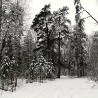В пригородном лесу под Смоленском :: Милешкин Владимир Алексеевич 