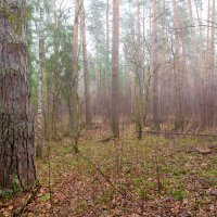 Прогулка в лесу :: Александр Синдерёв