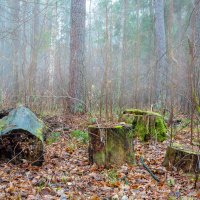 В тумане :: Александр Синдерёв