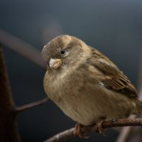 Присматривается... :: Оксана Галлямова