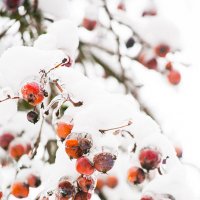 Яблоки в снегу :: Ольга Бекетова
