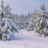 На лесной опушке :: Любовь Потеряхина