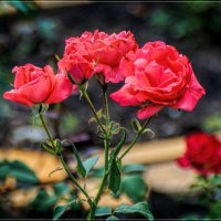 Монастырские розы. :: Anatol L