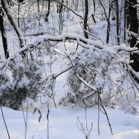 В зимнем лесу :: Маргарита Батырева