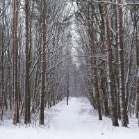 Зимний лес :: Маргарита Батырева