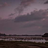 Ночь на озере Хула :: Адик Гольдфарб