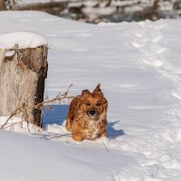 Прогулка по свежему снегу :: Игорь Сикорский