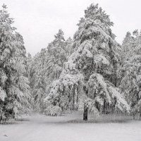 Вдруг  редкостью стал зимний снегопад... :: Лесо-Вед (Баранов)