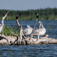 Пеликаны в Астраханском заповеднике. :: Елена Савчук 