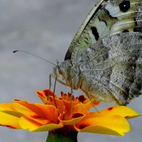 Села бабочка на цветок... :: Лидия Бараблина