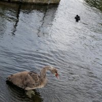 В английских парках :: Ольга 