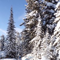 Зимняя сказка леса :: Любовь Иванова