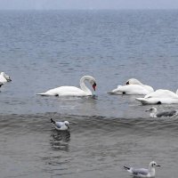 Лебеди на море :: Маргарита Батырева