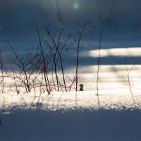 ... :: Николай Северный