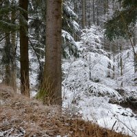 В зимнем лесу :: tamara *****